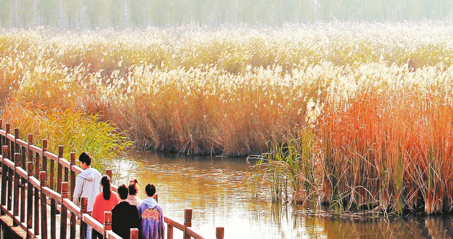 原阳湿地公园简介图片