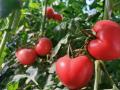 乡村振兴看新疆|小小西红柿 映红产业致富“路”