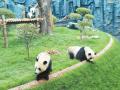 国宝大熊猫五龙山成长记